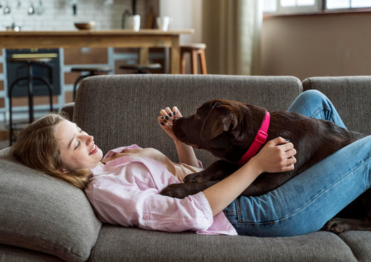 Top Tips for Keeping Your Pet Comfortable Year-Round