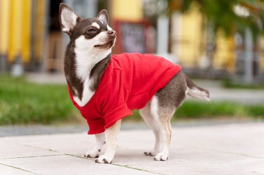 How to Choose the Perfect Outfit for Your Pet